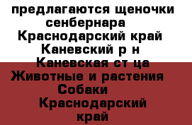 предлагаются щеночки сенбернара  - Краснодарский край, Каневский р-н, Каневская ст-ца Животные и растения » Собаки   . Краснодарский край